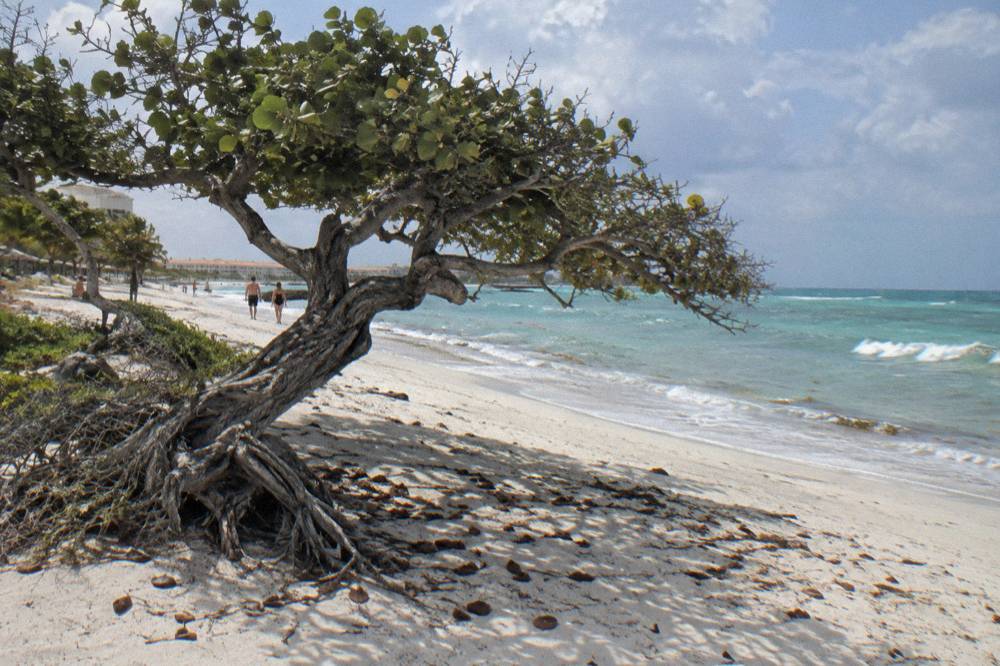 Divi tree leaning over pale sand with low resort buildings in the distance