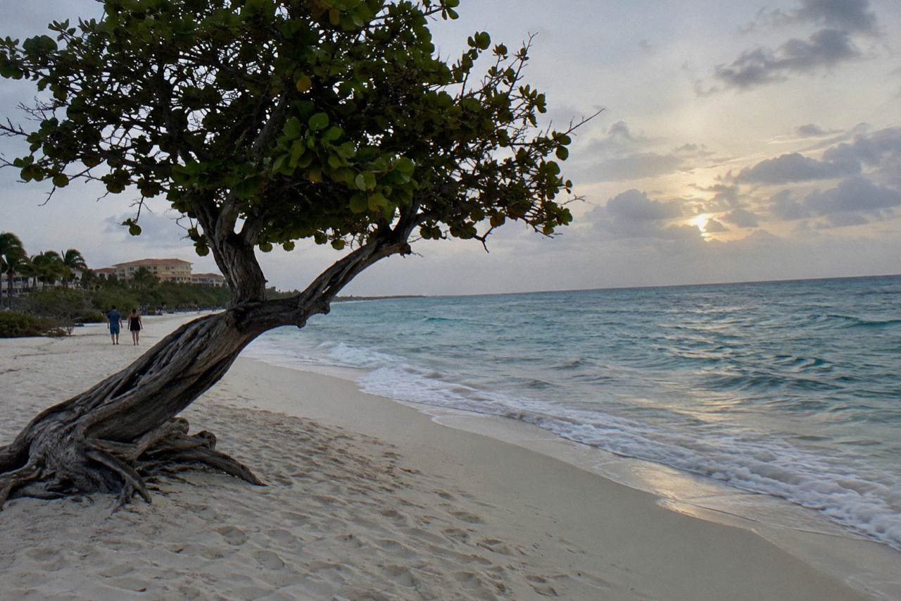 Wide sandy beach with calm turquoise water, divi trees and a clear sky at dusk