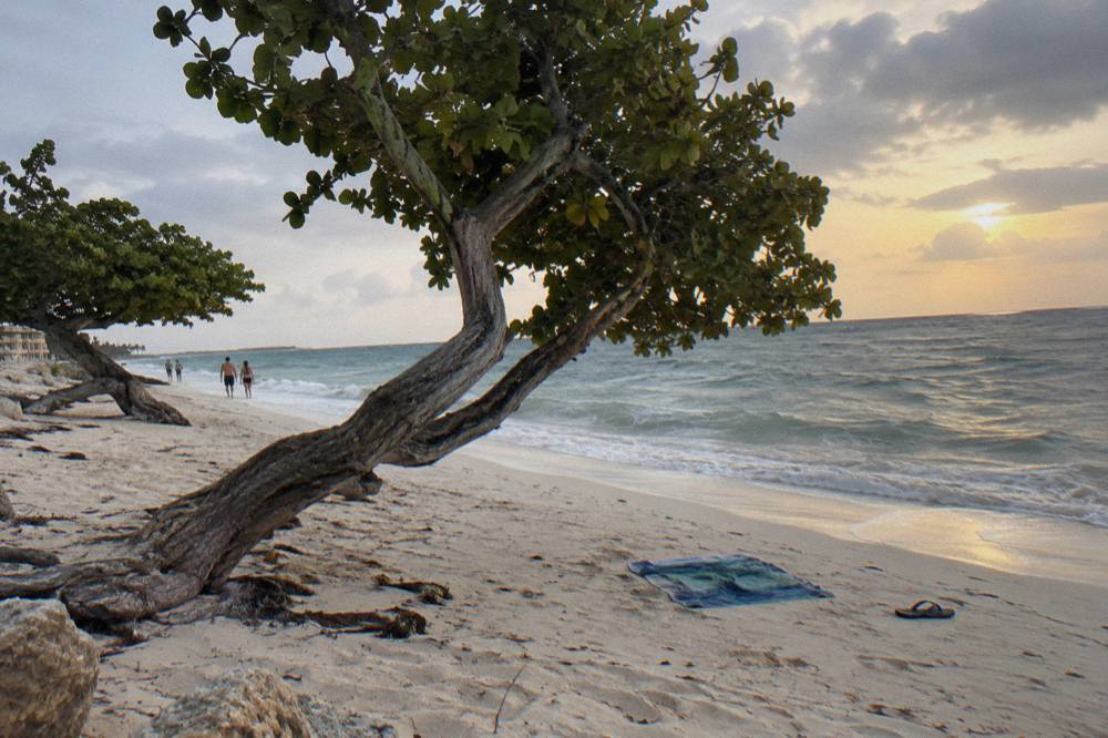 Wide pale sand beach at dusk with leaning fofoti trees and a glowing horizon over calm water