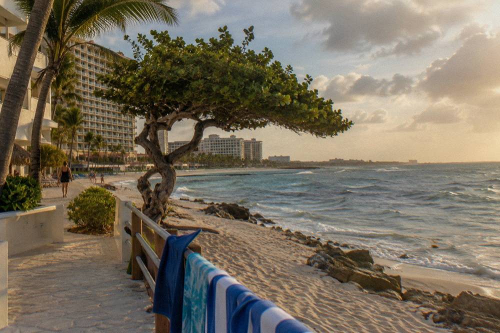 Palm trees lining a resort walkway beside the beach at golden hour