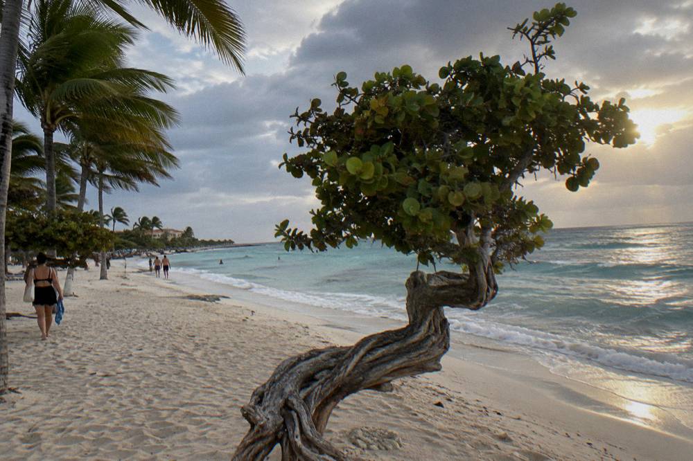 Palm trees along a beach under scattered evening clouds