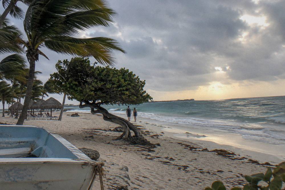 Palm trees leaning over sand under scattered evening clouds