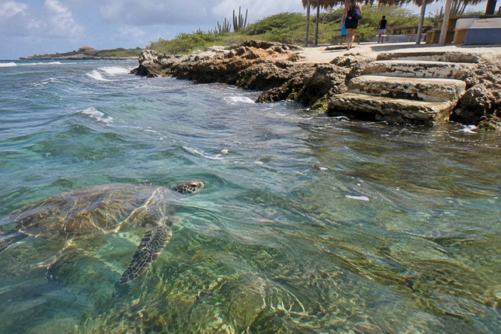 A green sea turtle swimming over seagrass in clear shallow water